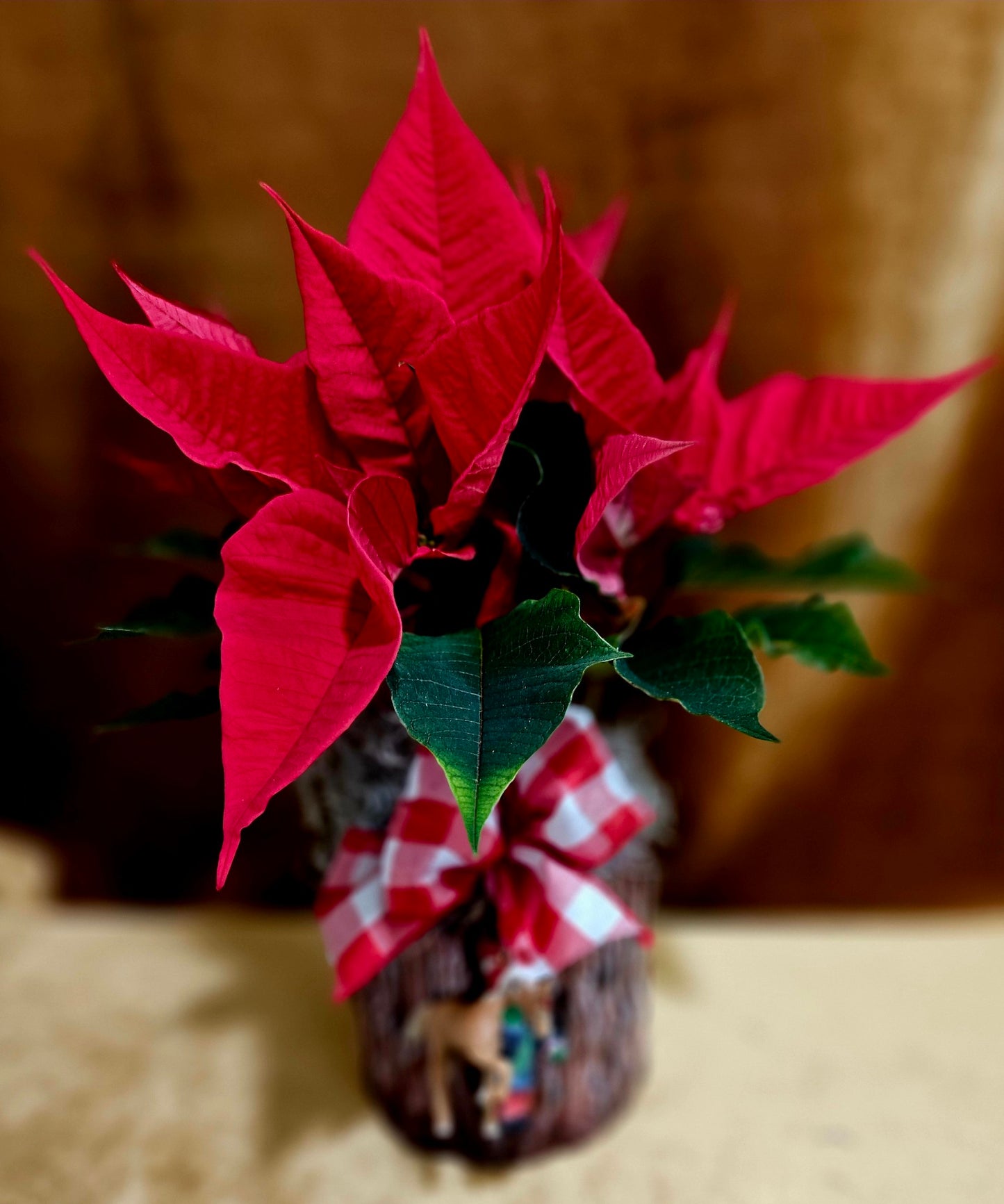 Poinsettia