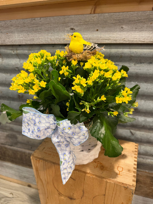 Kalanchoe Sunshine