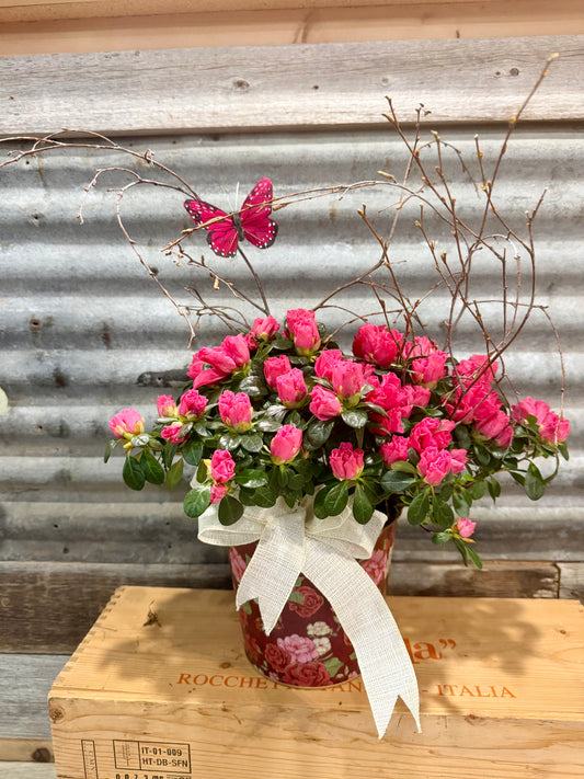 Flight of Fancy Azalea Plant