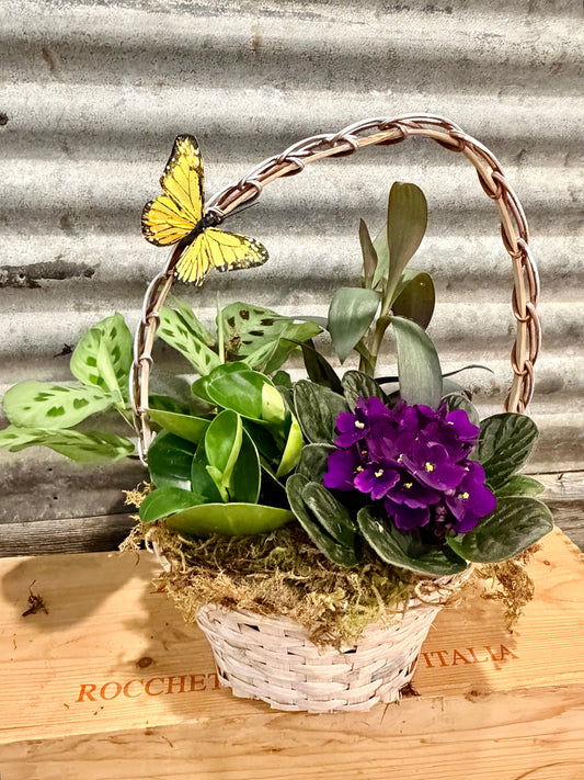 Violet Wings