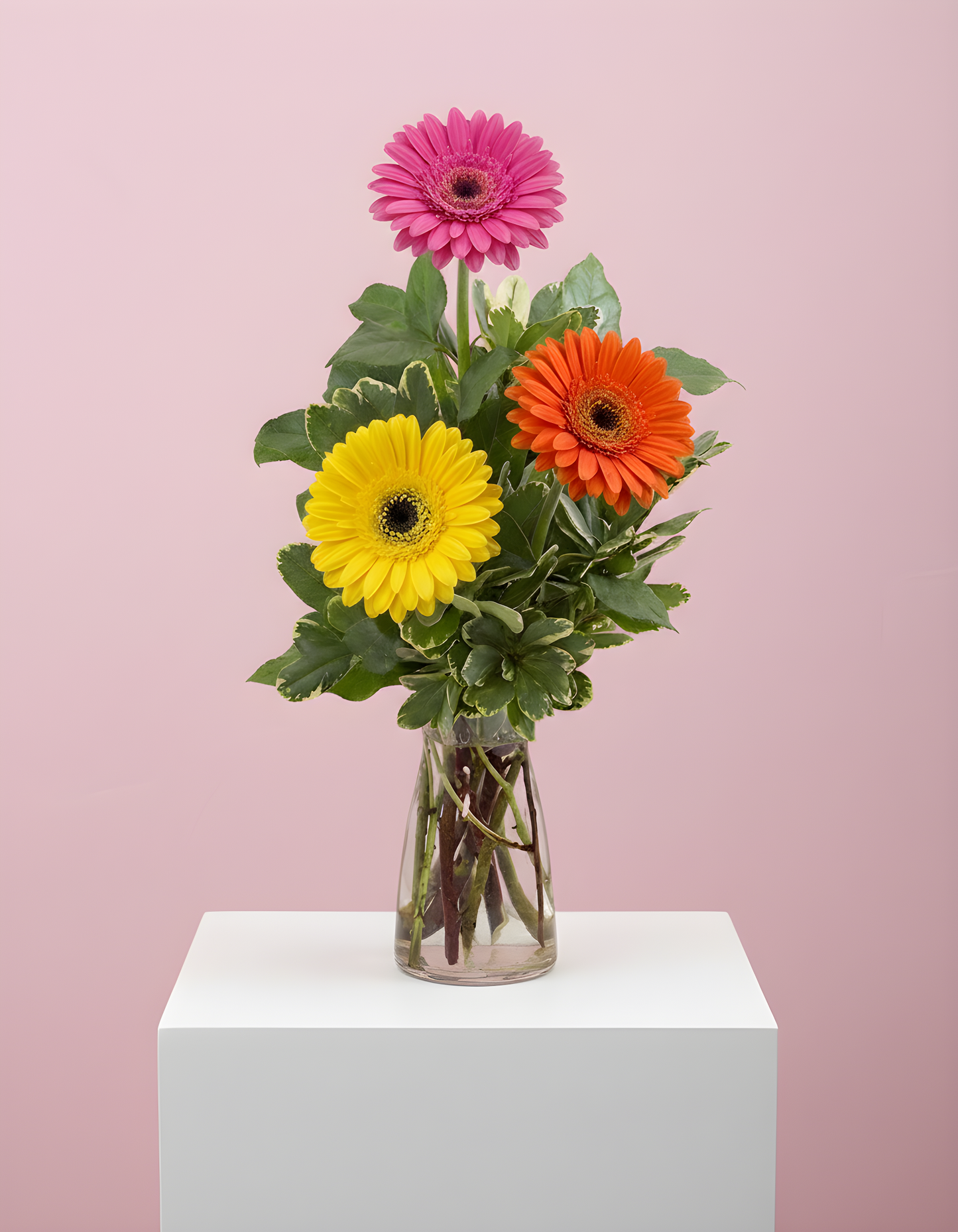 Gerbera Glow