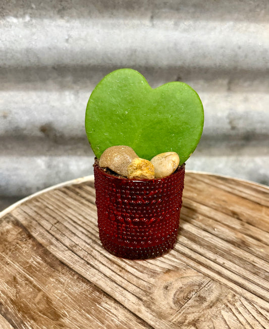Hoya Heart