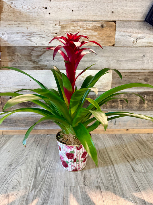 Bromance Bromeliad Plant