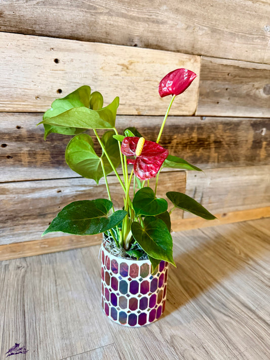 Romeo or Juliette Anthurium