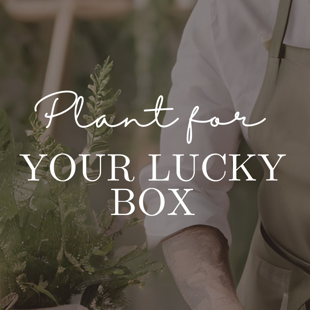 Plant for Your Lucky Box