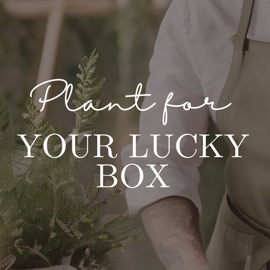 Plant for Your Lucky Box