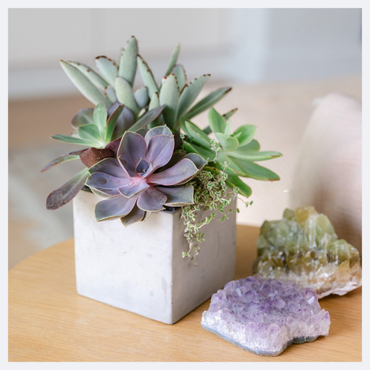 Root & Stone