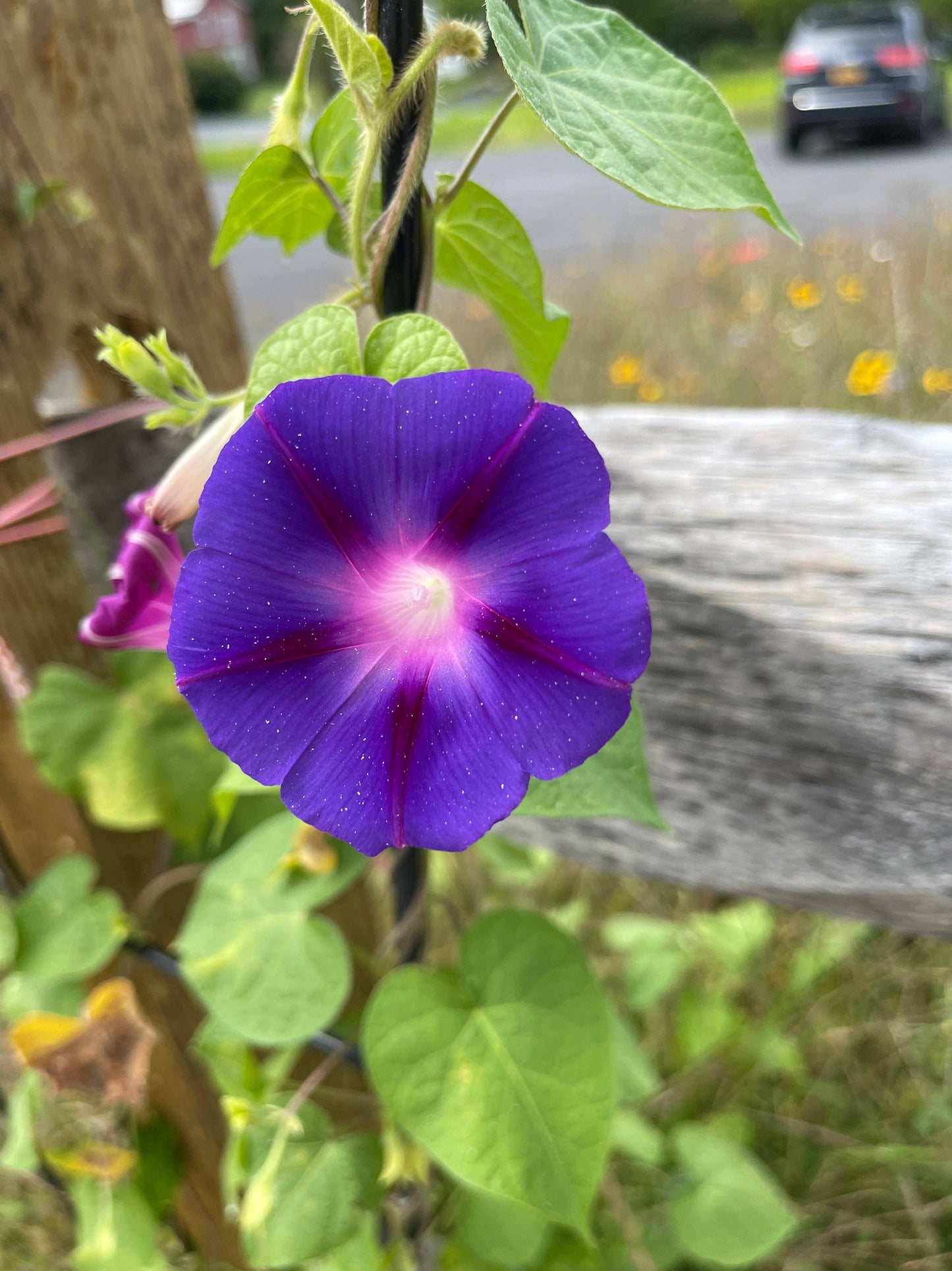 Morning Glory Heirloom Garden Seed Packet