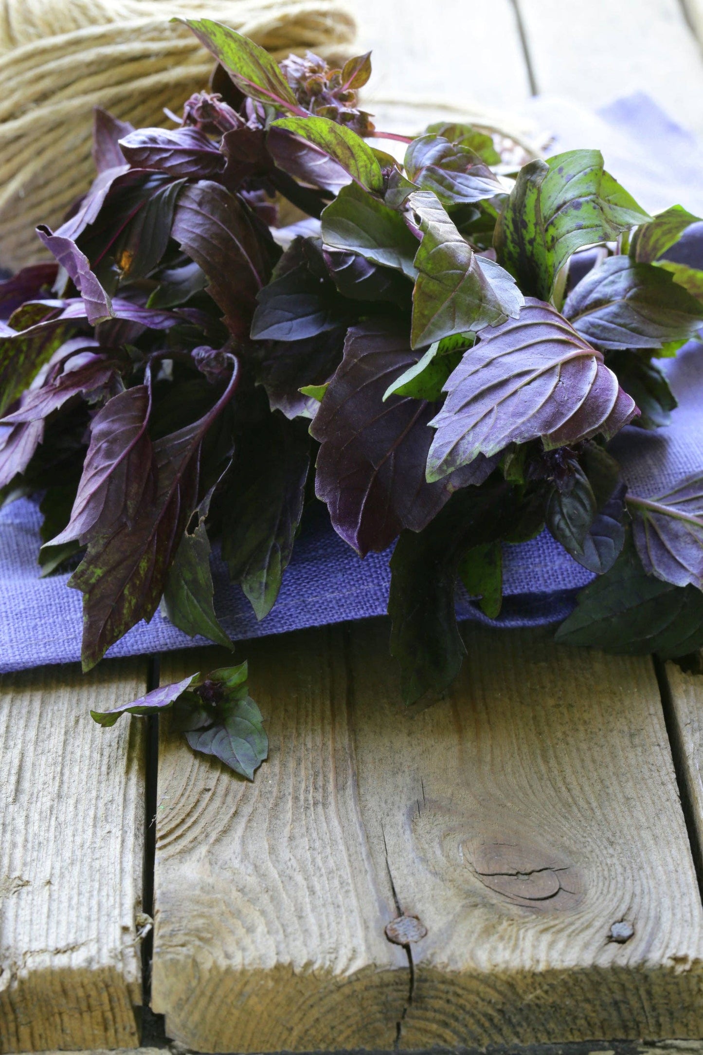 Purple Haze Heirloom  Purple Opal Basil Garden Seed Packet