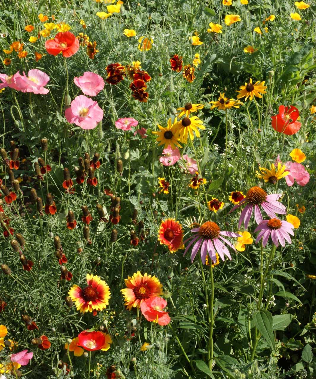 Garden Sprinkles Tin