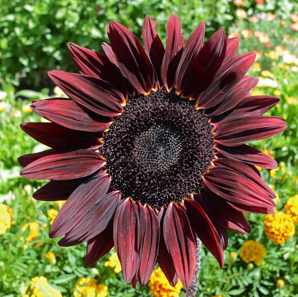 Black Beauty Sunflower Osborne Garden Seed Packet
