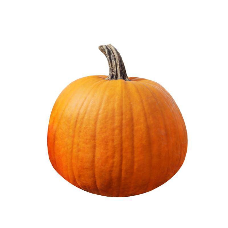Heirloom Jack O' Lantern Pumpkin Garden Seed Packet