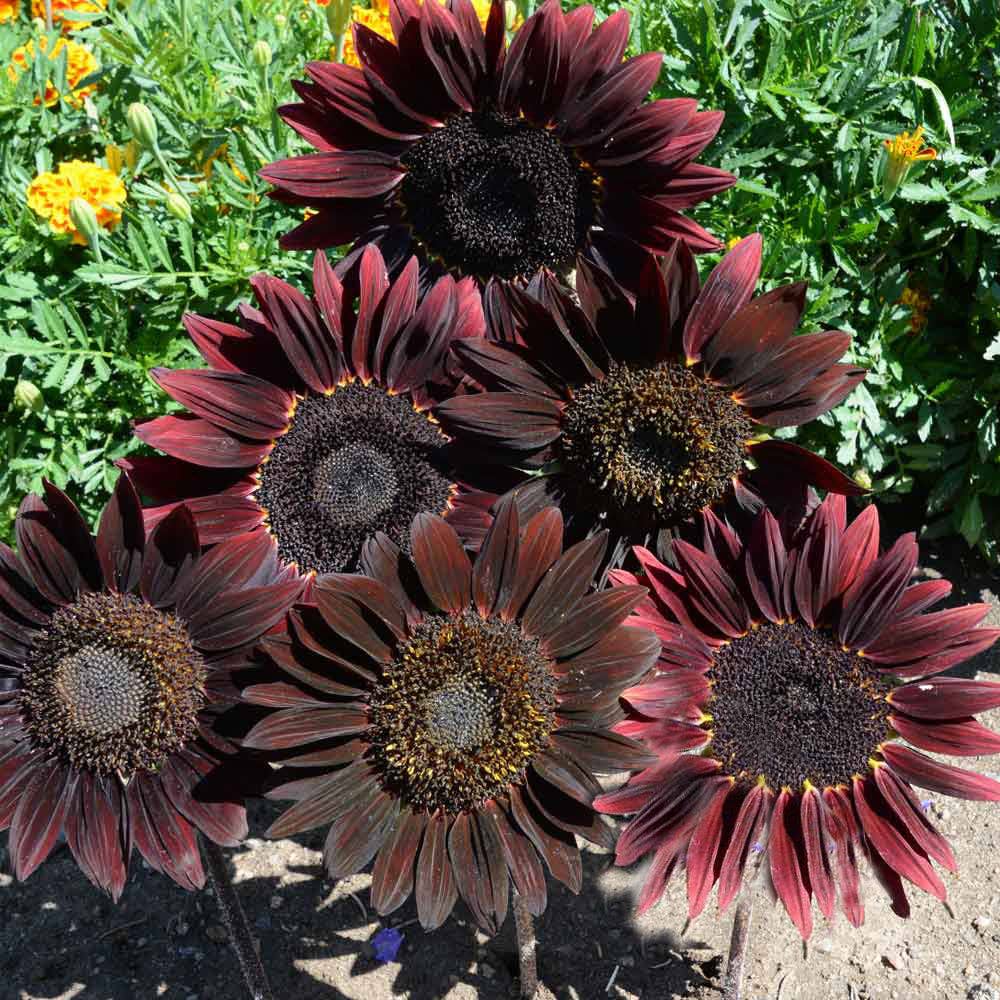 Black Beauty Sunflower Osborne Garden Seed Packet