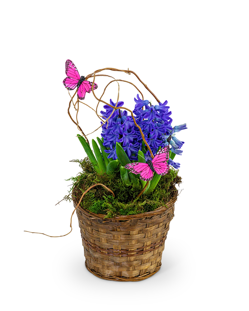 Tri-Cities Chaplaincy Blooming Plants