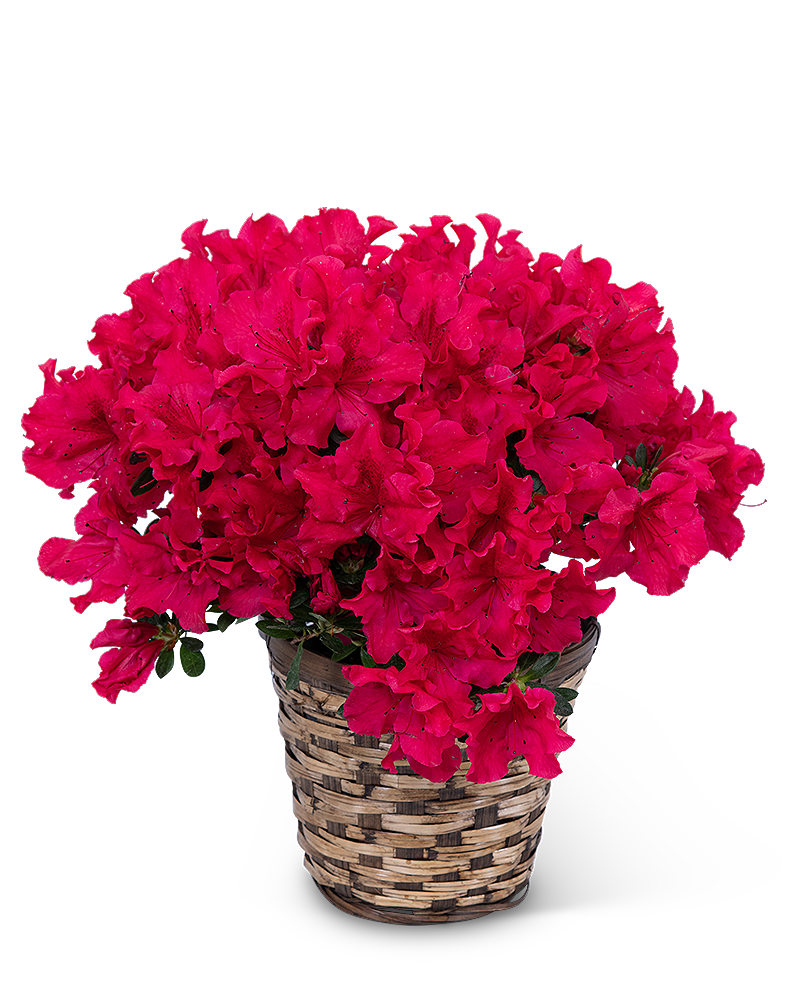 Tri-Cities Chaplaincy Blooming Plants