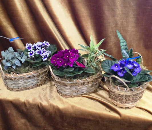 Violet Garden