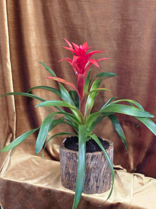 Jewel of the Jungle