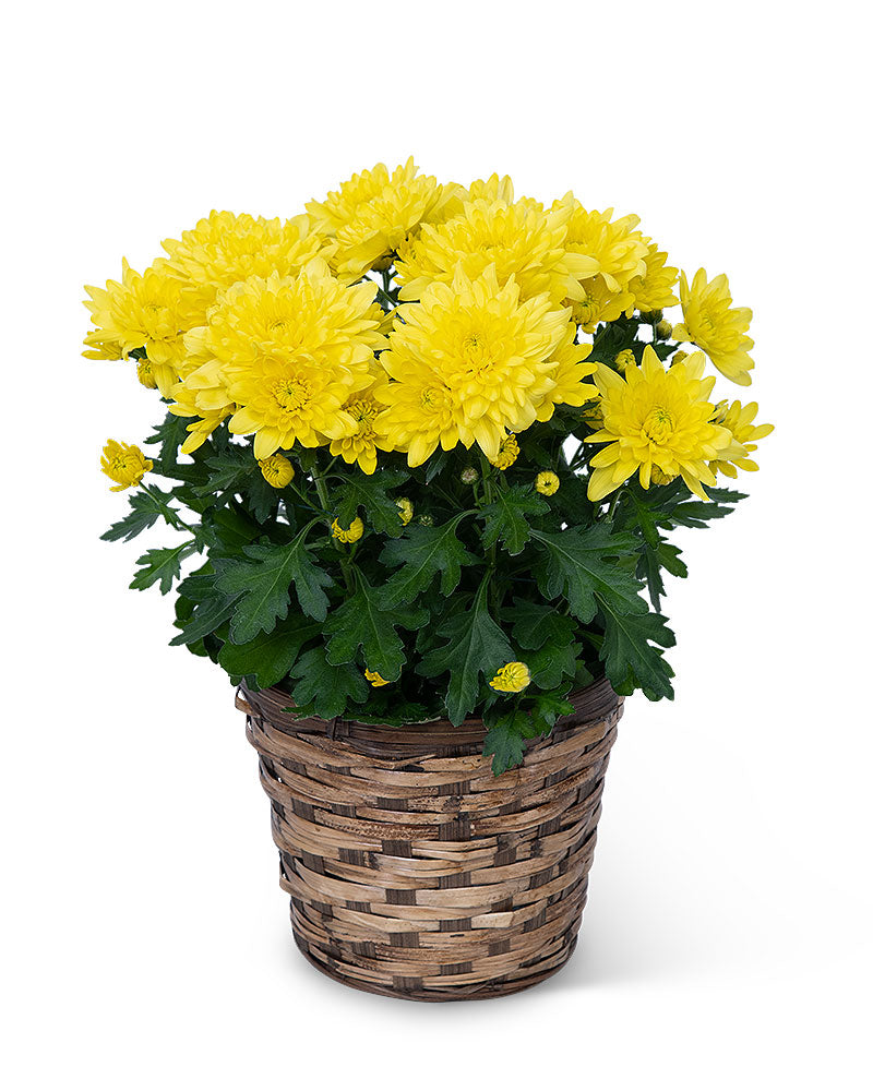 Yellow Chrysanthemum Plant