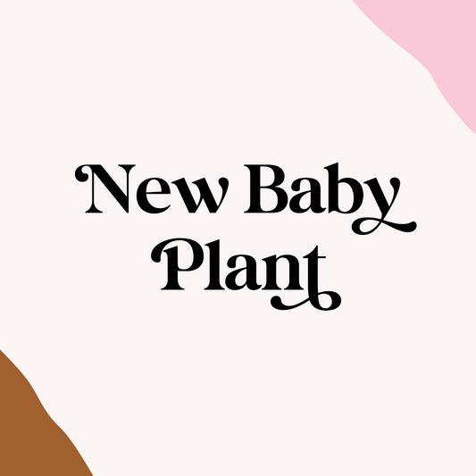 New Baby Plant